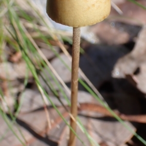 zz agaric (stem; gills not white/cream) at Cook, ACT - 11 Apr 2022