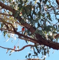 Petroica boodang (Scarlet Robin) at Hamilton Valley, NSW - 17 Apr 2022 by RobCook