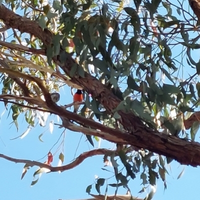 Petroica boodang (Scarlet Robin) at Albury - 17 Apr 2022 by RobCook