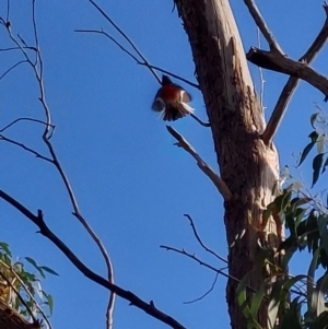 Petroica boodang at Hamilton Valley, NSW - 17 Apr 2022