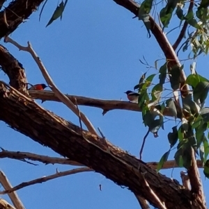 Petroica boodang at Hamilton Valley, NSW - 17 Apr 2022