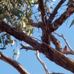 Petroica boodang at Hamilton Valley, NSW - 17 Apr 2022