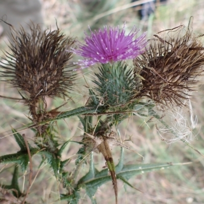 Cirsium vulgare (Spear Thistle) at Cook, ACT - 4 Apr 2022 by drakes