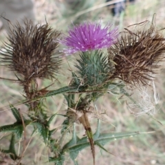 Cirsium vulgare (Spear Thistle) at Cook, ACT - 3 Apr 2022 by drakes