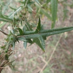 Cirsium vulgare at Cook, ACT - 4 Apr 2022