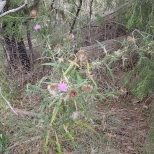 Cirsium vulgare at Cook, ACT - 4 Apr 2022