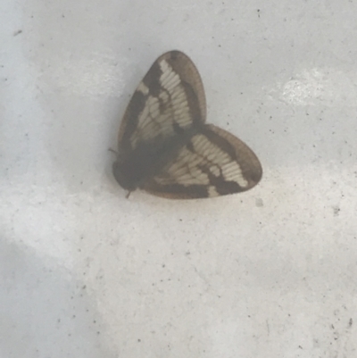 Unidentified Leafhopper or planthopper (Hemiptera, several families) at Orbost, VIC - 9 Apr 2022 by Tapirlord