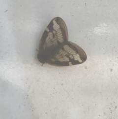 Scolypopa australis (TBC) at Orbost, VIC - 9 Apr 2022 by Tapirlord