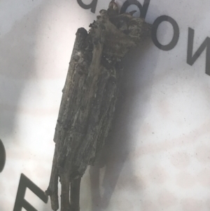 Unidentified Case moth (Psychidae) (TBC) at suppressed by Tapirlord