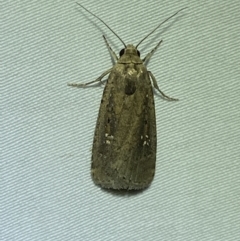 Athetis tenuis (Plain Tenuis Moth) at Numeralla, NSW - 17 Apr 2022 by Steve_Bok