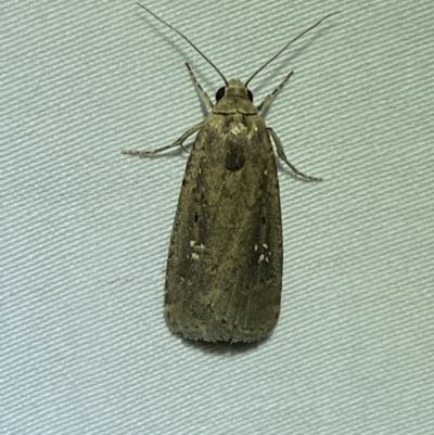 Athetis tenuis (Plain Tenuis Moth) at Numeralla, NSW - 17 Apr 2022 by SteveBorkowskis