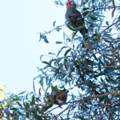 Callocephalon fimbriatum (Gang-gang Cockatoo) at Penrose - 17 Apr 2022 by Aussiegall