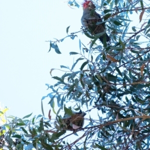 Callocephalon fimbriatum at Penrose, NSW - 17 Apr 2022