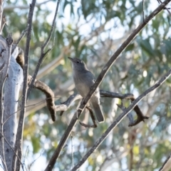 Colluricincla harmonica (Grey Shrikethrush) at Penrose - 17 Apr 2022 by Aussiegall