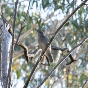 Colluricincla harmonica (Grey Shrikethrush) at suppressed by Aussiegall