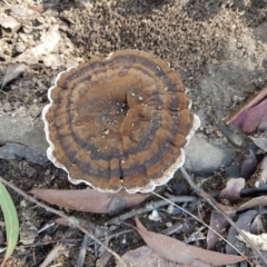 Unidentified Other fungi on wood (TBC) at Penrose, NSW - 17 Apr 2022 by Aussiegall