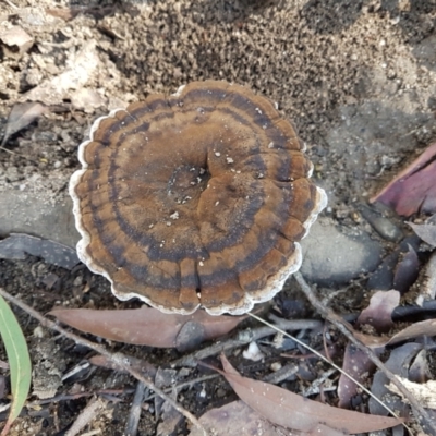 Unidentified Other fungi on wood at Penrose - 17 Apr 2022 by Aussiegall