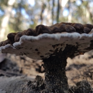 Sanguinoderma rude at Penrose, NSW - 17 Apr 2022 10:27 AM