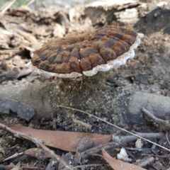 Sanguinoderma rude at Penrose, NSW - 17 Apr 2022 10:27 AM