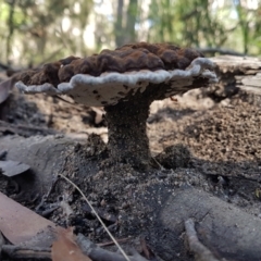 Sanguinoderma rude at Penrose, NSW - 17 Apr 2022 10:27 AM