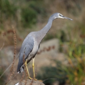 Egretta novaehollandiae at Acton, ACT - 17 Apr 2022 11:11 AM