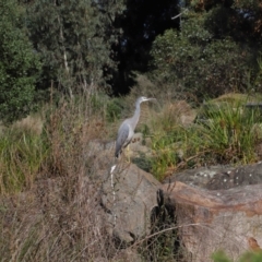 Egretta novaehollandiae at Acton, ACT - 17 Apr 2022 11:11 AM