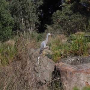 Egretta novaehollandiae at Acton, ACT - 17 Apr 2022 11:11 AM