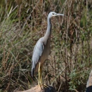 Egretta novaehollandiae at Acton, ACT - 17 Apr 2022 11:11 AM