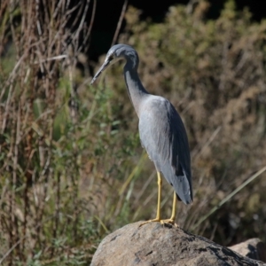 Egretta novaehollandiae at Acton, ACT - 17 Apr 2022