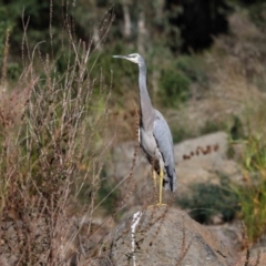 Egretta novaehollandiae at Acton, ACT - 17 Apr 2022 11:11 AM