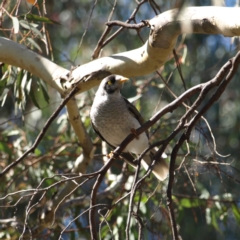 Manorina melanocephala (Noisy Miner) at Watson Woodlands - 17 Apr 2022 by MatthewFrawley