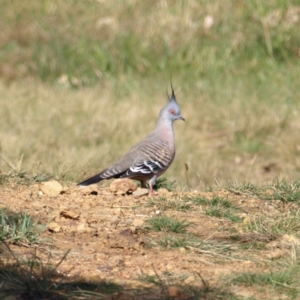 Ocyphaps lophotes at Watson, ACT - 17 Apr 2022 11:36 AM