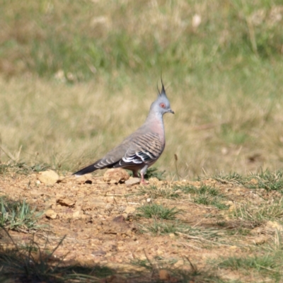 Ocyphaps lophotes (Crested Pigeon) at Watson Woodlands - 17 Apr 2022 by MatthewFrawley