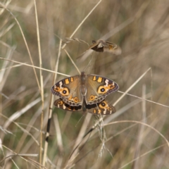 Junonia villida (Meadow Argus) at Watson Woodlands - 17 Apr 2022 by MatthewFrawley