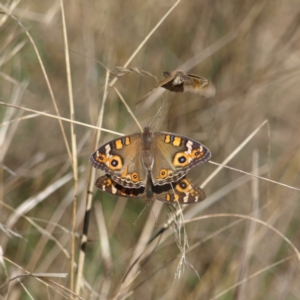 Junonia villida at Watson, ACT - 17 Apr 2022