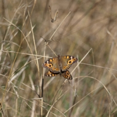 Junonia villida at Watson, ACT - 17 Apr 2022