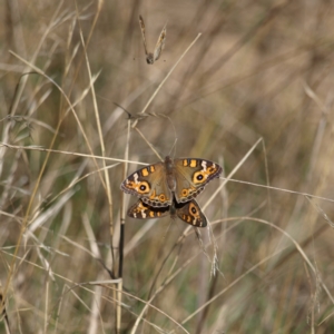 Junonia villida at Watson, ACT - 17 Apr 2022