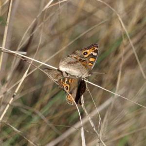 Junonia villida at Watson, ACT - 17 Apr 2022