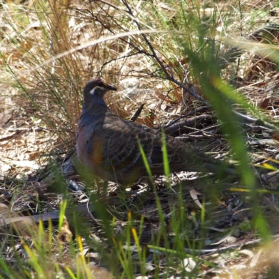 Phaps chalcoptera (Common Bronzewing) at Mount Majura - 17 Apr 2022 by MatthewFrawley