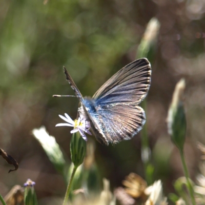 Zizina otis (Common Grass-Blue) at Watson, ACT - 17 Apr 2022 by MatthewFrawley