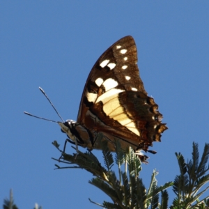 Charaxes sempronius at Watson, ACT - 17 Apr 2022 01:10 PM