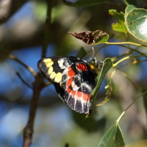 Delias harpalyce at Watson, ACT - 17 Apr 2022 01:18 PM