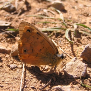 Heteronympha penelope at Watson, ACT - 17 Apr 2022 01:26 PM