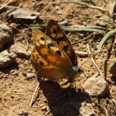 Heteronympha penelope at Watson, ACT - 17 Apr 2022