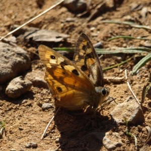 Heteronympha penelope at Watson, ACT - 17 Apr 2022 01:26 PM