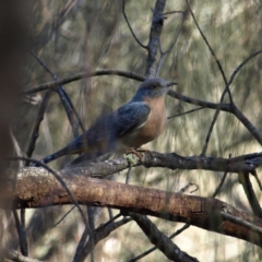 Cacomantis flabelliformis (Fan-tailed Cuckoo) at Mount Majura - 17 Apr 2022 by MatthewFrawley