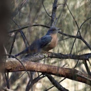 Cacomantis flabelliformis at Watson, ACT - 17 Apr 2022