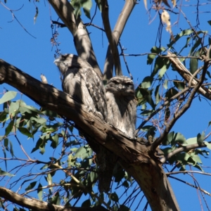 Podargus strigoides at Watson, ACT - 17 Apr 2022