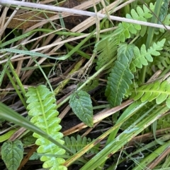 Blechnum penna-marina (Alpine Water Fern) at Paddys River, ACT - 17 Apr 2022 by JaneR