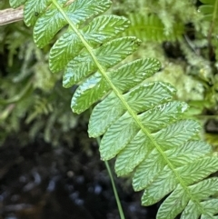 Blechnum penna-marina at Paddys River, ACT - 17 Apr 2022 01:08 PM